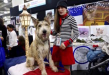 150種類以上のイヌが大集結。AKCミートザブリード【写真】 AKC Meet the Breeds