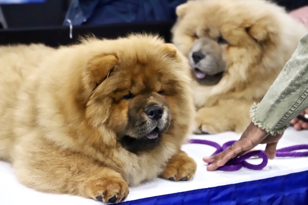 AKC Meet the Breeds