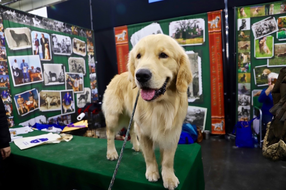 AKC Meet the Breeds