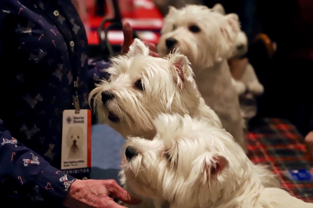 AKC Meet the Breeds