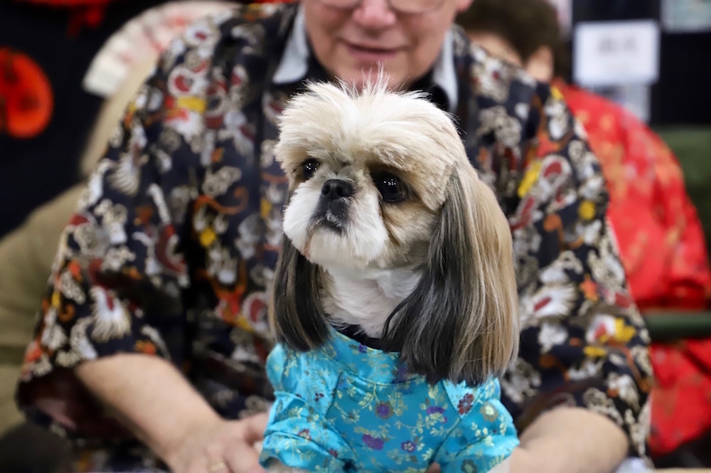 AKC Meet the Breeds