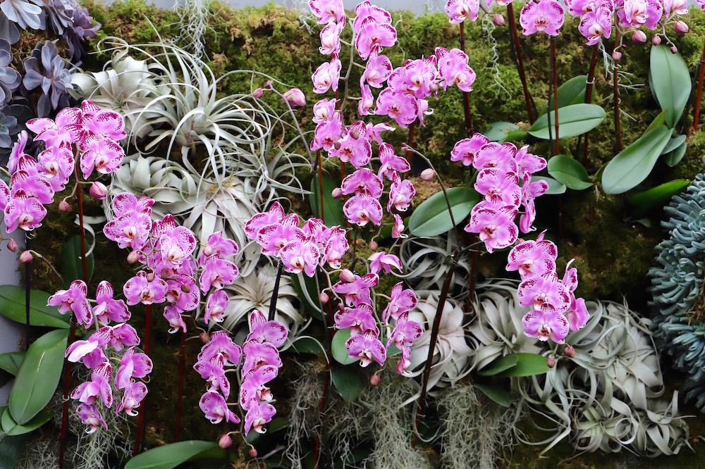 The Orchid Show Jeff Leatham