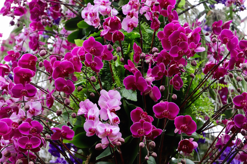 The Orchid Show Jeff Leatham