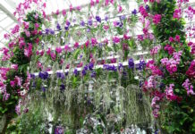 NY植物園 スターデザイナー、ジェフ・リーサムのラン展開催 The Orchid Show Jeff Leatham