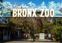 NY裁判所 ゾウに人権認めず、動物愛護団体の申し立てを棄却