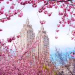 ニューヨーク　桜 cherry blossom