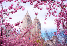 ニューヨーク 花見スポットおすすめ9選 ニューヨーク 桜 cherry blossom