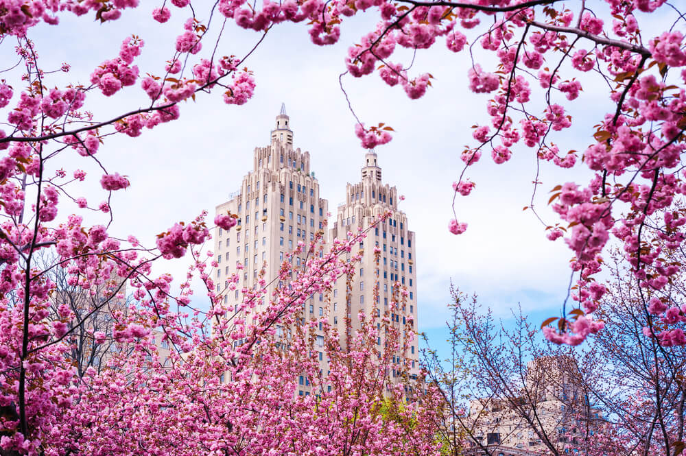 ニューヨーク　桜 cherry blossom