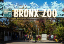 ゾウは「人にあらず」NY州裁判所