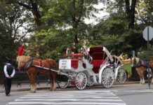 NY市、セントラルパークの馬車が半年ぶりに復活。抗議者も