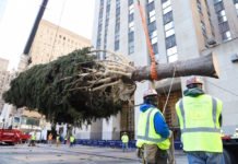 NYロックフェラーセンターのクリスマスツリーが到着。12月2日点灯式 ロックフェラーセンター クリスマスツリー