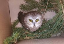 300キロの旅?ロックフェラーセンターのツリーから小さなフクロウ フクロウ クリスマスツリー ロックフェラーセンター