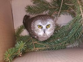 owl-265x198.jpg