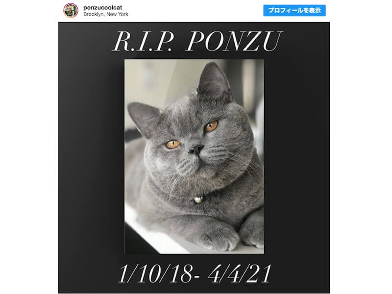 人気インスタ猫を死亡させた家族 飼い主に殴る蹴るの暴行 Ny市 Mashup Reporter 人気インスタ猫を死亡させた家族 飼い主に殴る蹴るの暴行 Ny市 Mashup Reporter