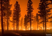 熊の尿を沸かそうとして山火事に? 放火罪で自称「シャーマン」の女が起訴