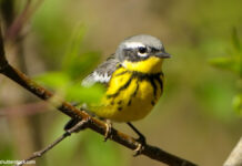 高層ビル街で渡り鳥が大量死