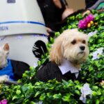 Tompkins Square Halloween Dog Parade