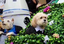 犬のハロウィンパーティ ベストコスチューム集 Tompkins Square Halloween Dog Parade