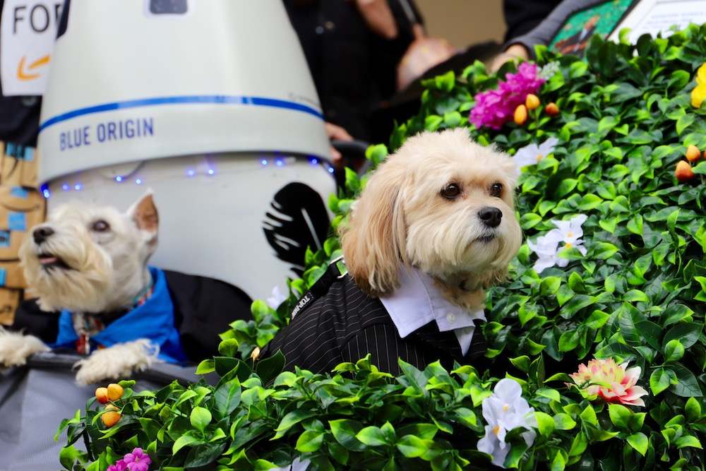 Tompkins Square Halloween Dog Parade