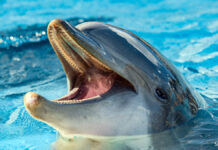 ロシア 黒海基地防衛に「イルカ部隊」配備か