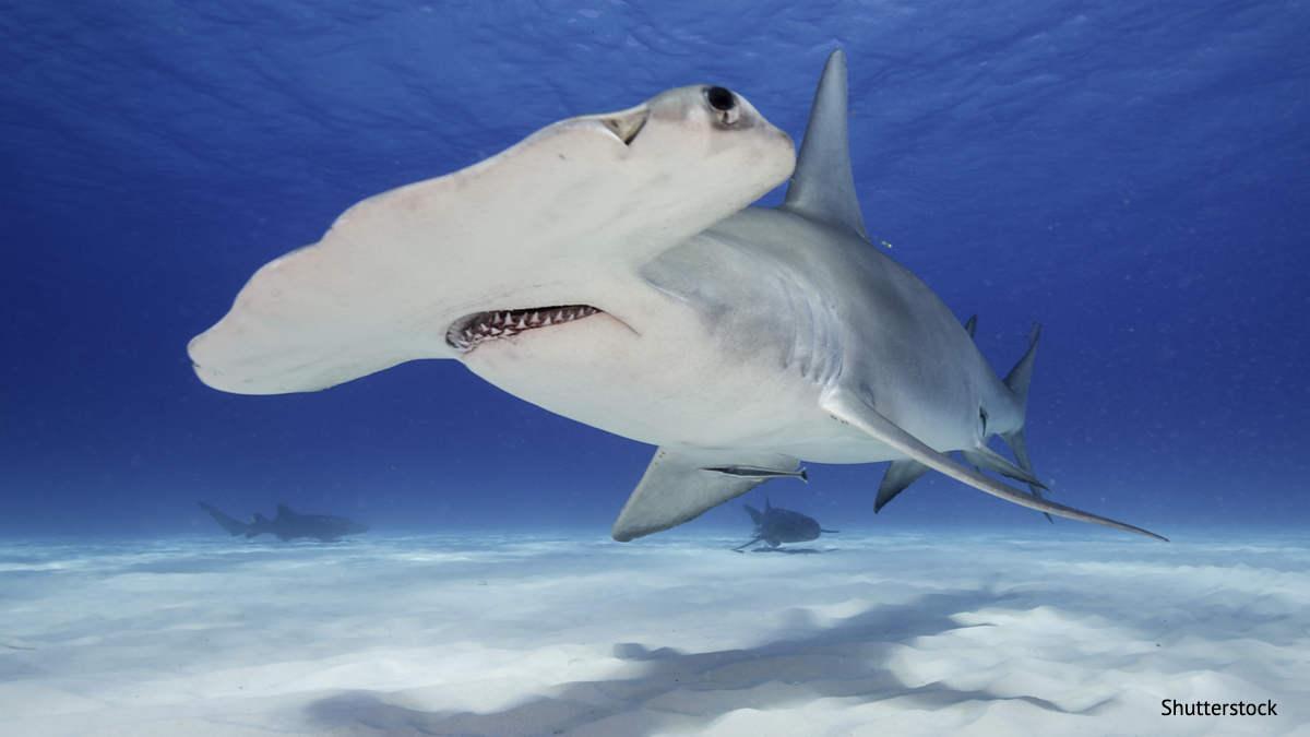Prepare for shark invasion" NASA calls for submarine volcanic eruption-Mashup  Reporter - News Directory 3