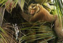 猿を強制労働の疑い、米ウォルマート「チャオコー」ココナッツミルクの取扱い停止