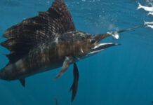 カジキのツノがグサリ 73歳女性が負傷