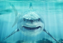 腕と足を失い死亡、エジプト紅海沿岸で女性がサメ被害