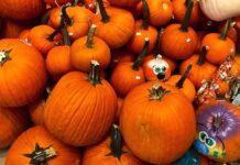 パンプキンの中からコンドームに入った覚醒剤 米国境で約6000万円相当押収