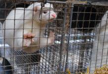 研究者らパンデミックのリスクに警鐘、ミンク農場で鳥インフルエンザが変異