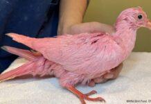 「軽率な残虐行為やめて」ピンク色に染められた鳩が死亡 NY市