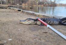 NYにアリゲーター出没、寒さで衰弱