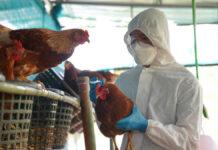 鳥インフルエンザのワクチン準備を、トップ科学者が警告