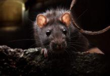 NY地下鉄「シーシュポスねずみ」現る、エスカレーターを果てしなく逆走する姿に共感