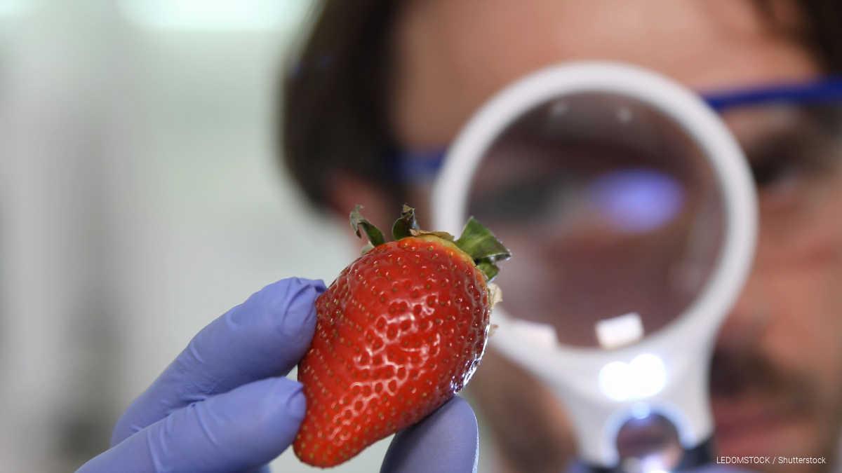 イチゴを虫が這い回る SNS動画に悲鳴 strawberry