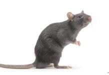 NY市のネズミが新型コロナに感染していたことが判明、研究者らヒトへの2次感染リスクに懸念