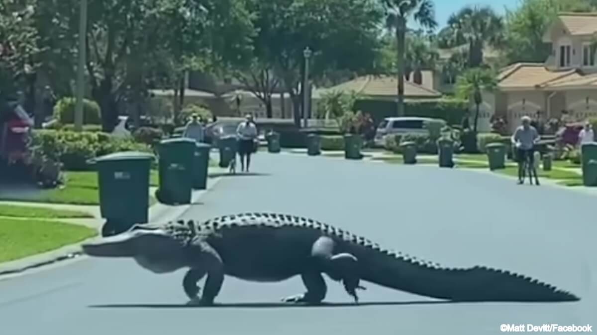 フロリダの高級住宅地に巨大ワニ、住民驚愕 ワニ フロリダ