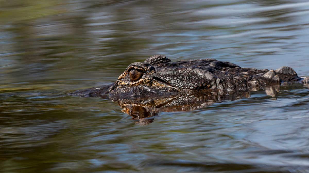 いいね稼ぎにテーマパークのワニに接近した男、逮捕される ワニ