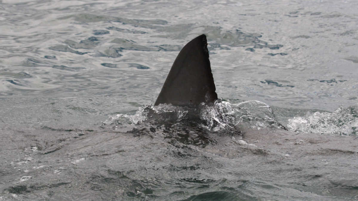 エジプト人気リゾート、ロシア人男性がサメに食べられる