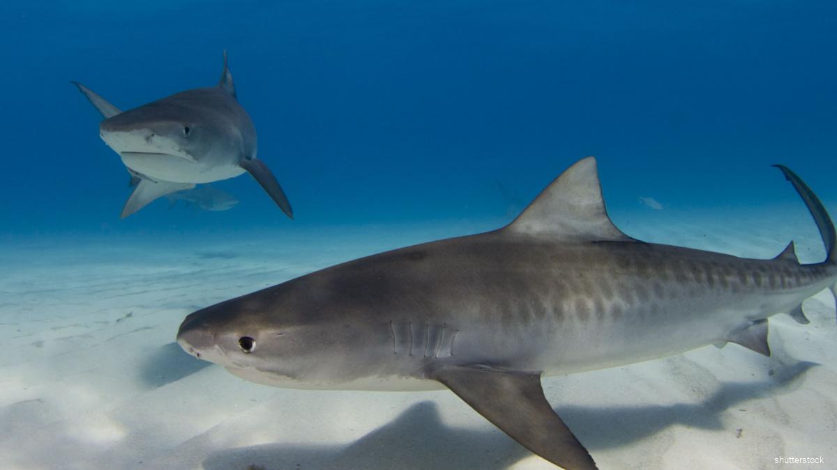 NYのビーチにサメ50匹、4人負傷 イタチザメ