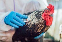 鳥インフルのパンデミックは「時間の問題」、米疾病対策センター元所長