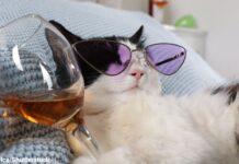 ユーモアに潜む危険:ミームが陰謀論コミュニティを強化するカラクリ